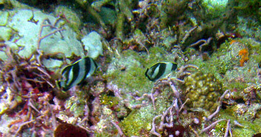 Image of Banded Butterflyfish