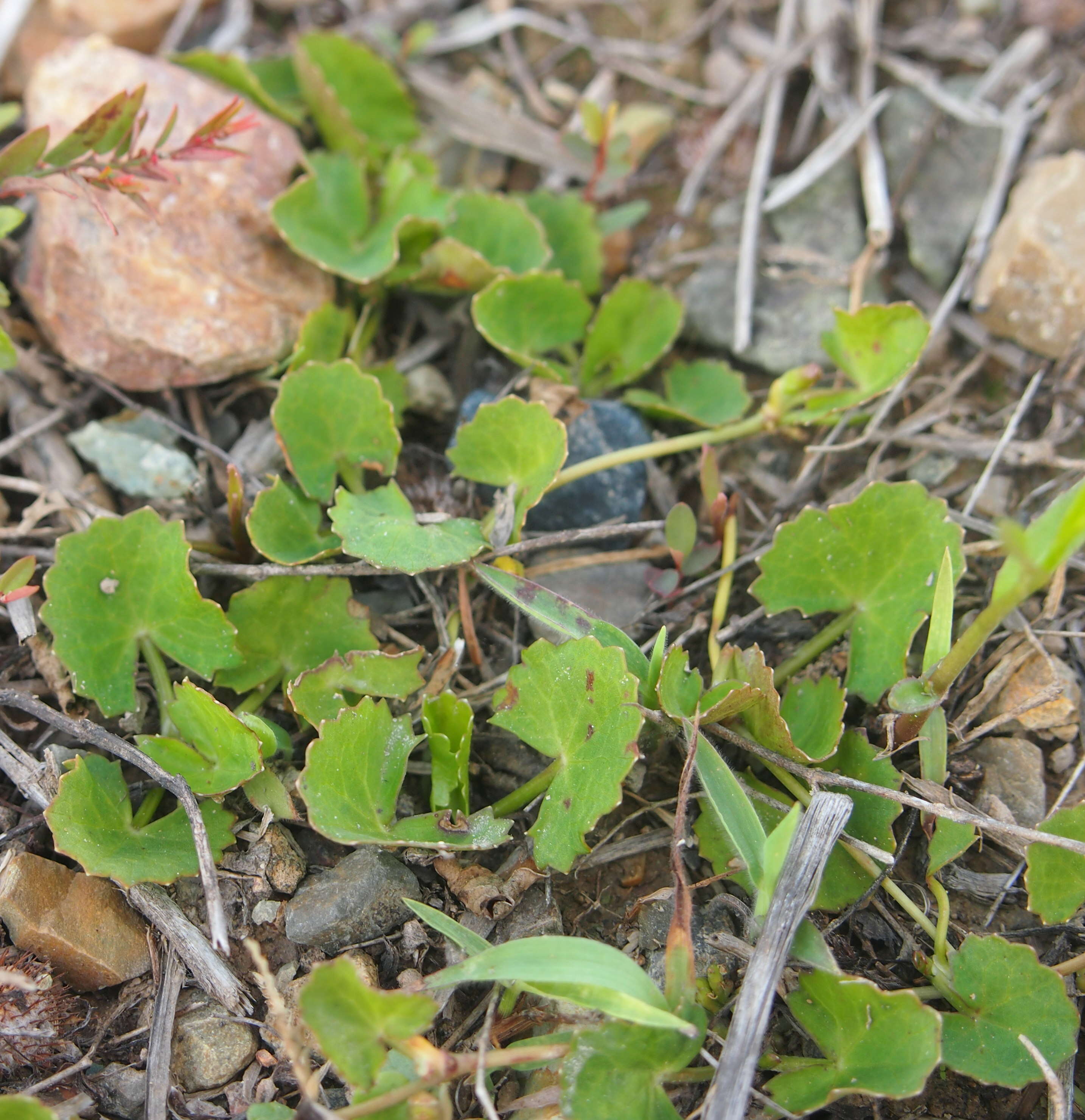 Слика од Centella asiatica (L.) Urb.