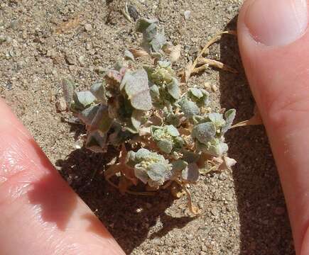 Image of wheelscale saltbush