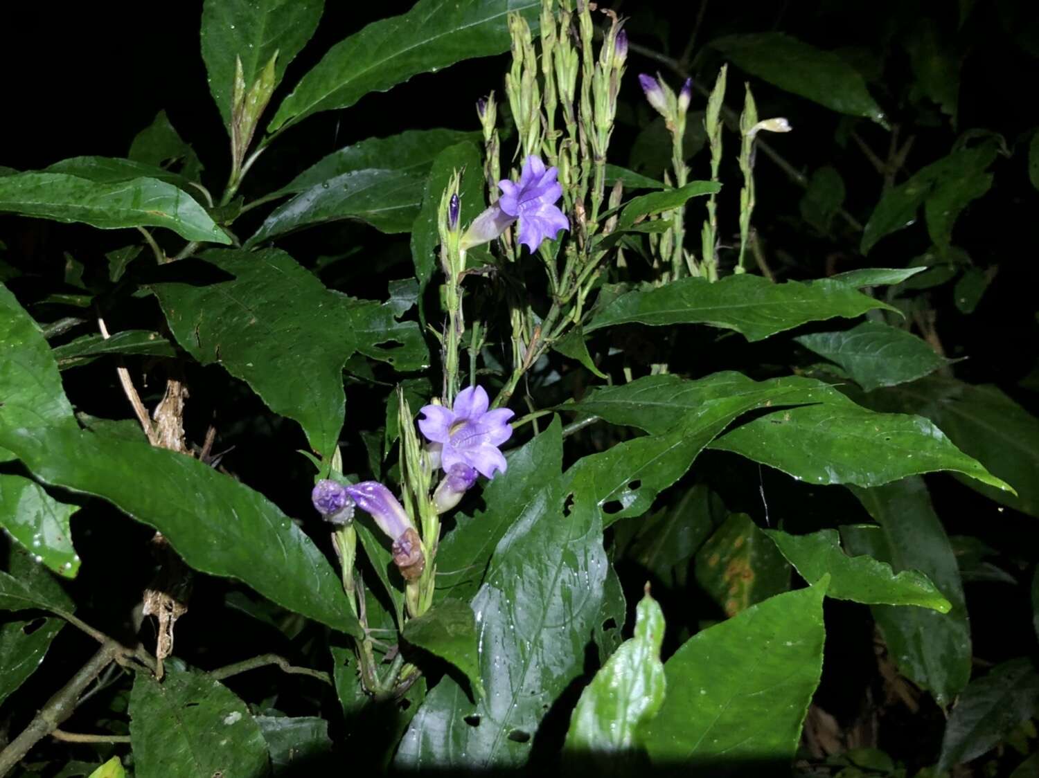 Strobilanthes longespicatus Hayata resmi