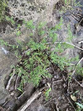 Paronychia fastigiata (Raf.) Fern.的圖片