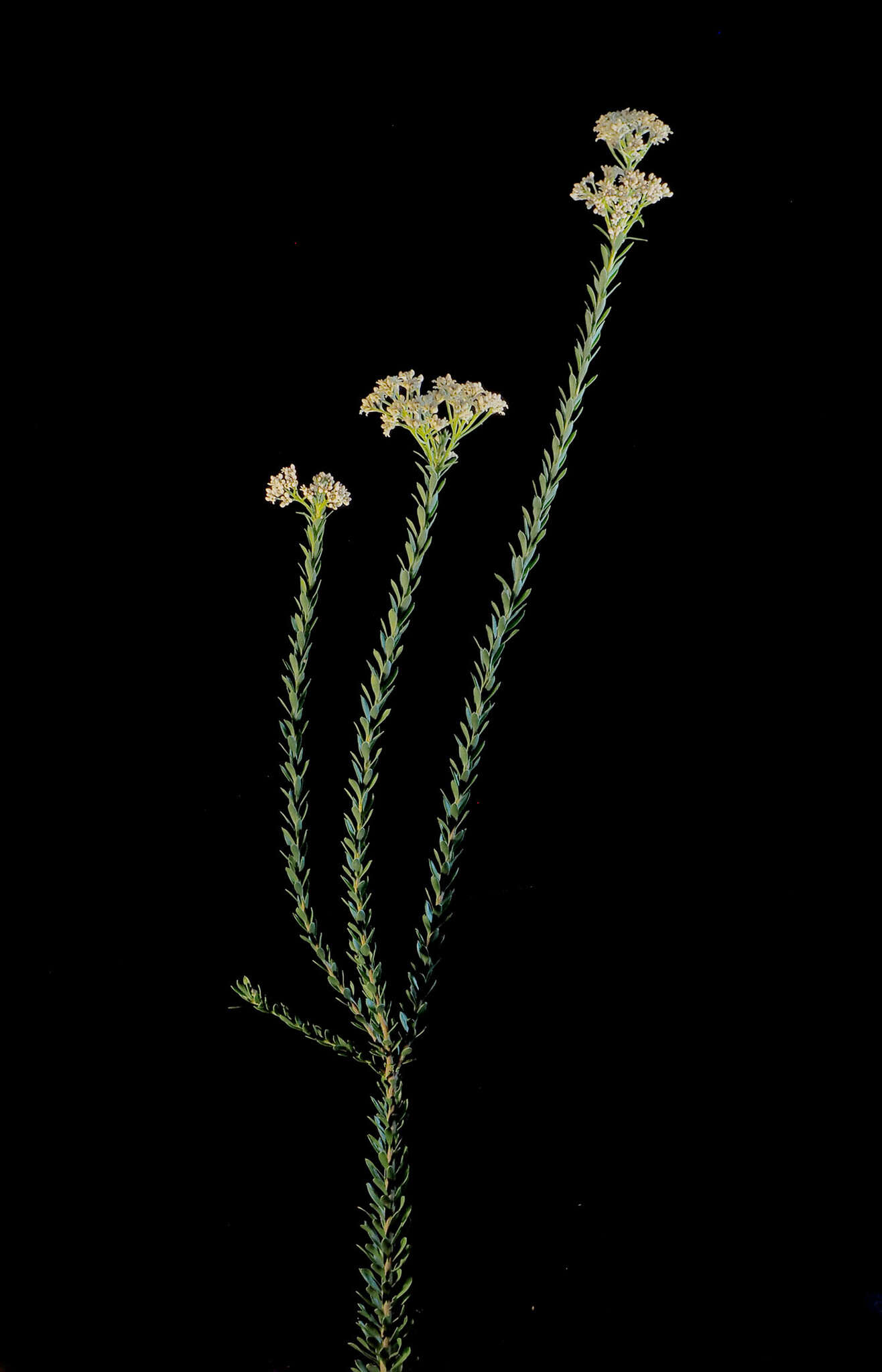 Image of Conospermum ellipticum Sm.