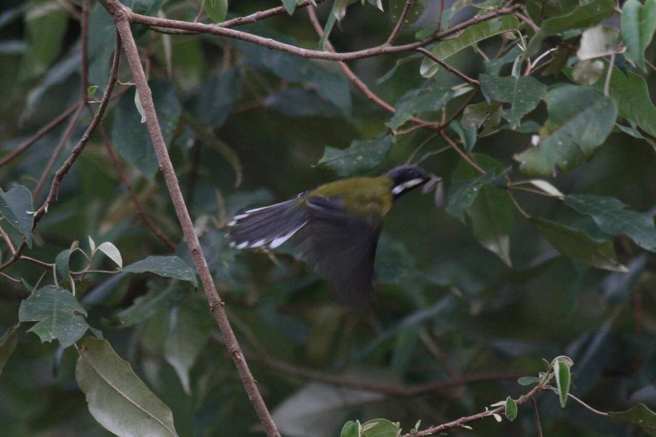 Image of Black-throated Apalis