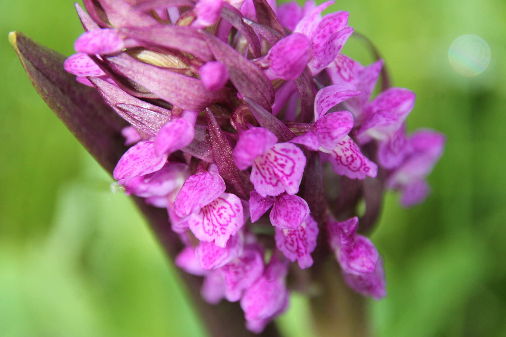 Dactylorhiza incarnata subsp. cruenta (O. F. Müll.) P. D. Sell resmi