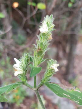 Image of Isoglossa glandulosissima K. Balkwill