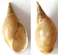 Image of Great Pond Snail