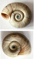 Image of Great Ram's Horn Snail