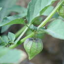 Image de Physalis lagascae Roem. & Schult.