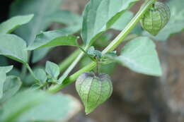 Image of Pygmy Ground-Cherry