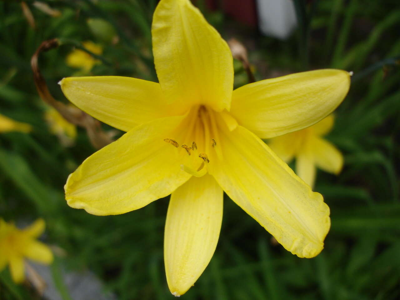 Image of lemon day-lily