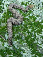 Image of Copperhead