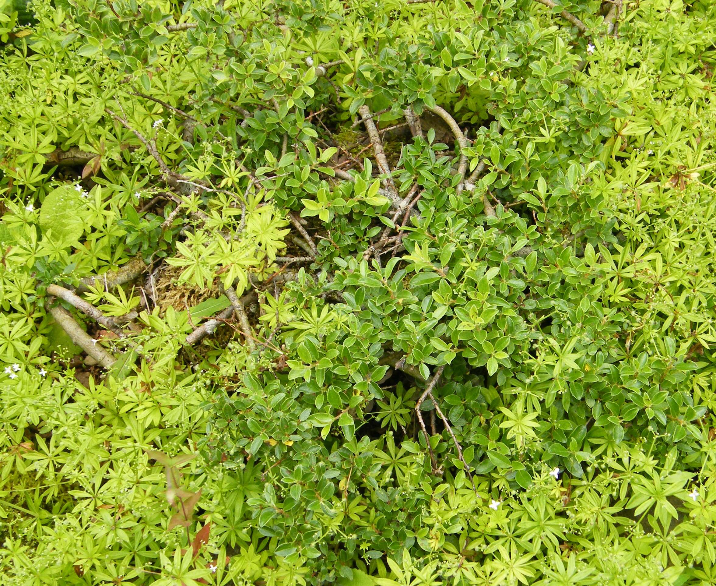 Image de Salix arbuscula L.