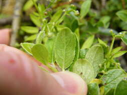 Image de Salix arbuscula L.