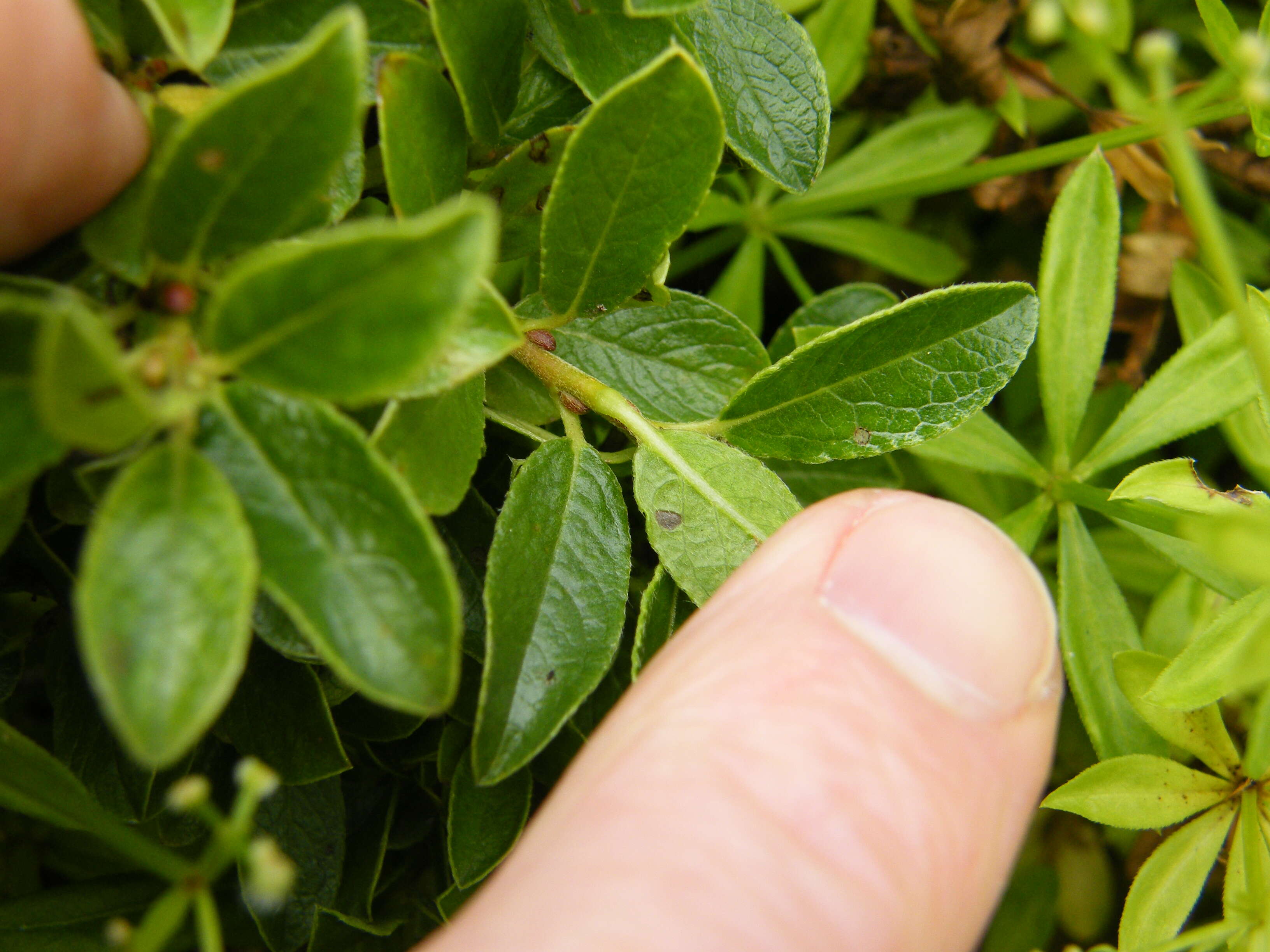 Image de Salix arbuscula L.