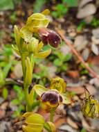 Image of Ophrys omegaifera subsp. dyris (Maire) Del Prete