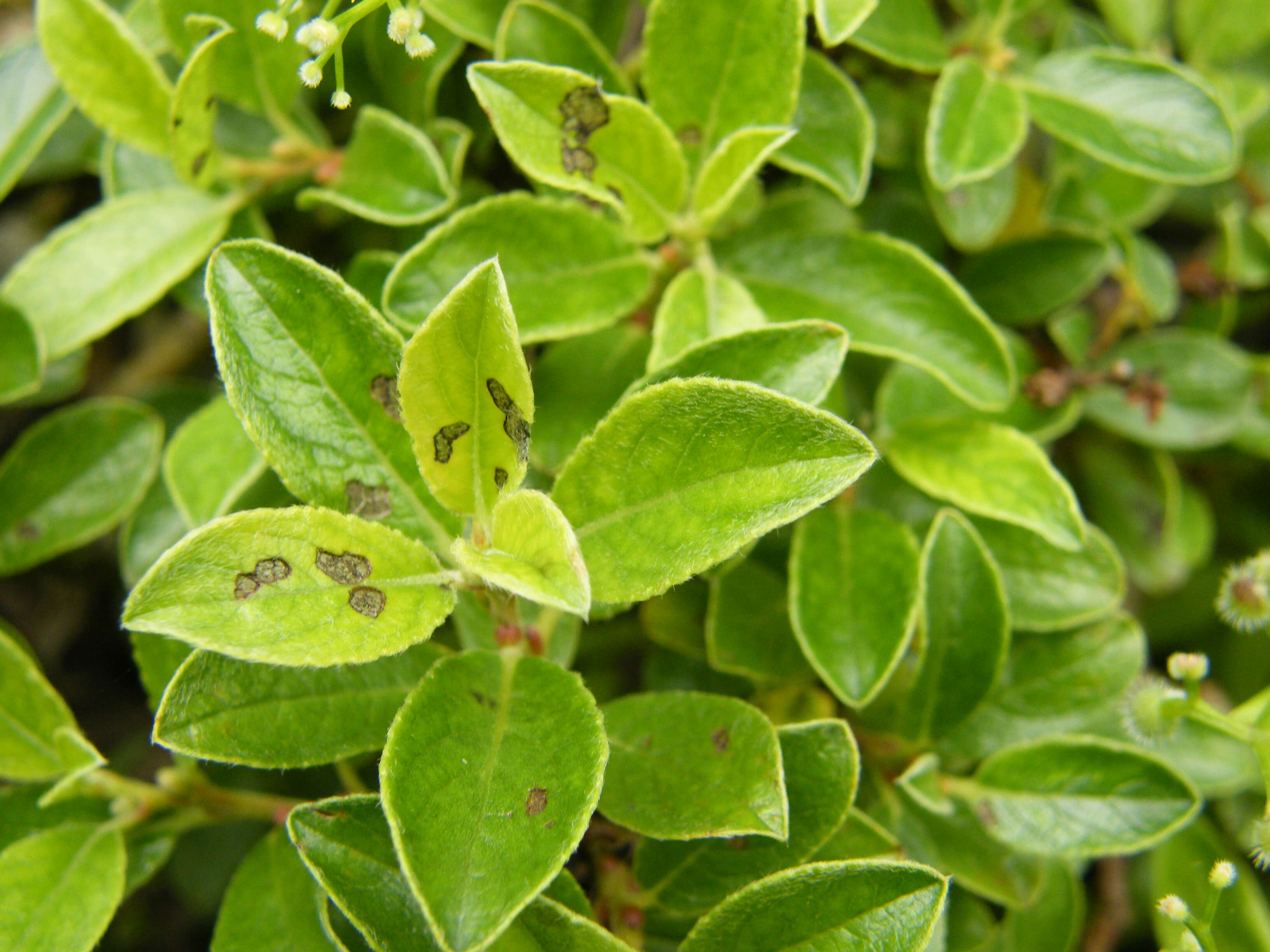 Image de Salix arbuscula L.