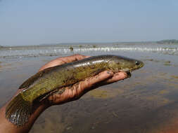 Image of Asian Snakehead