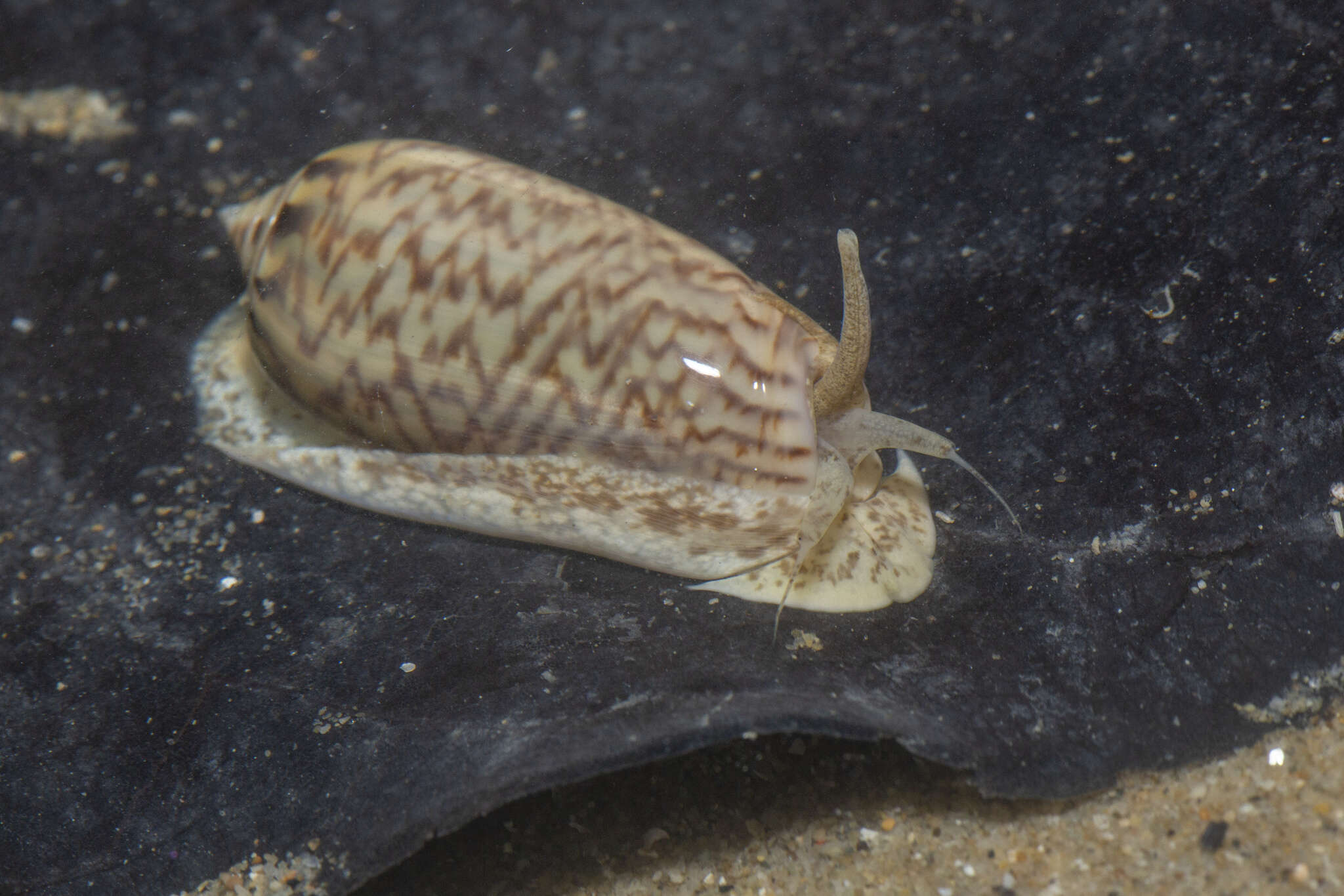 Plancia ëd Oliva mustelina virgata Sterba 2005