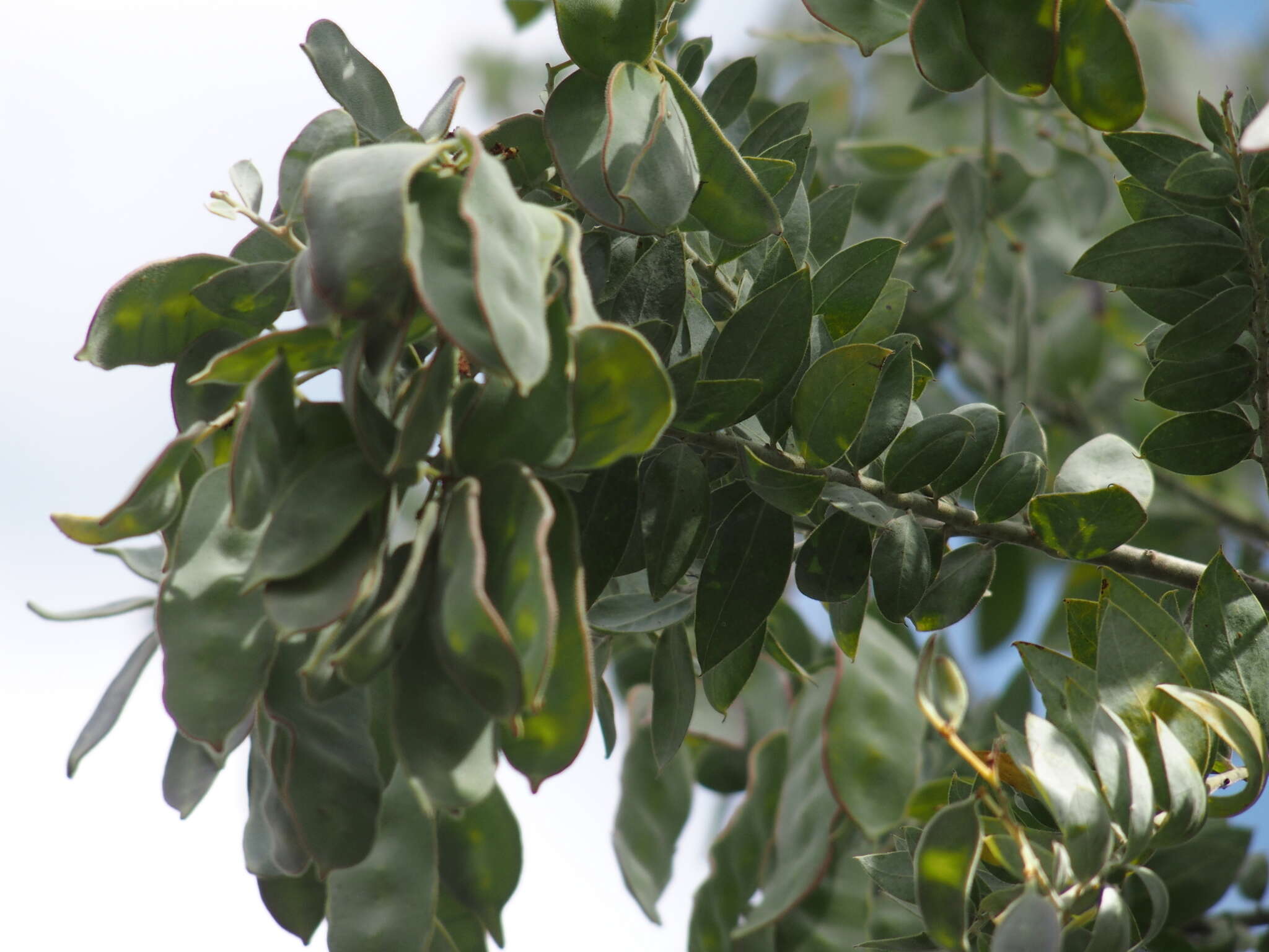 Image of Acacia pyrifolia DC.