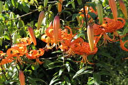 Image of Tiger lily