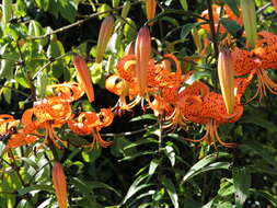 Image of Tiger lily