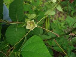 Sivun Dictyanthus asper (Mill.) W. D. Stevens kuva