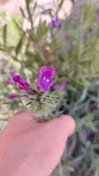 Image of Cretan viper's bugloss