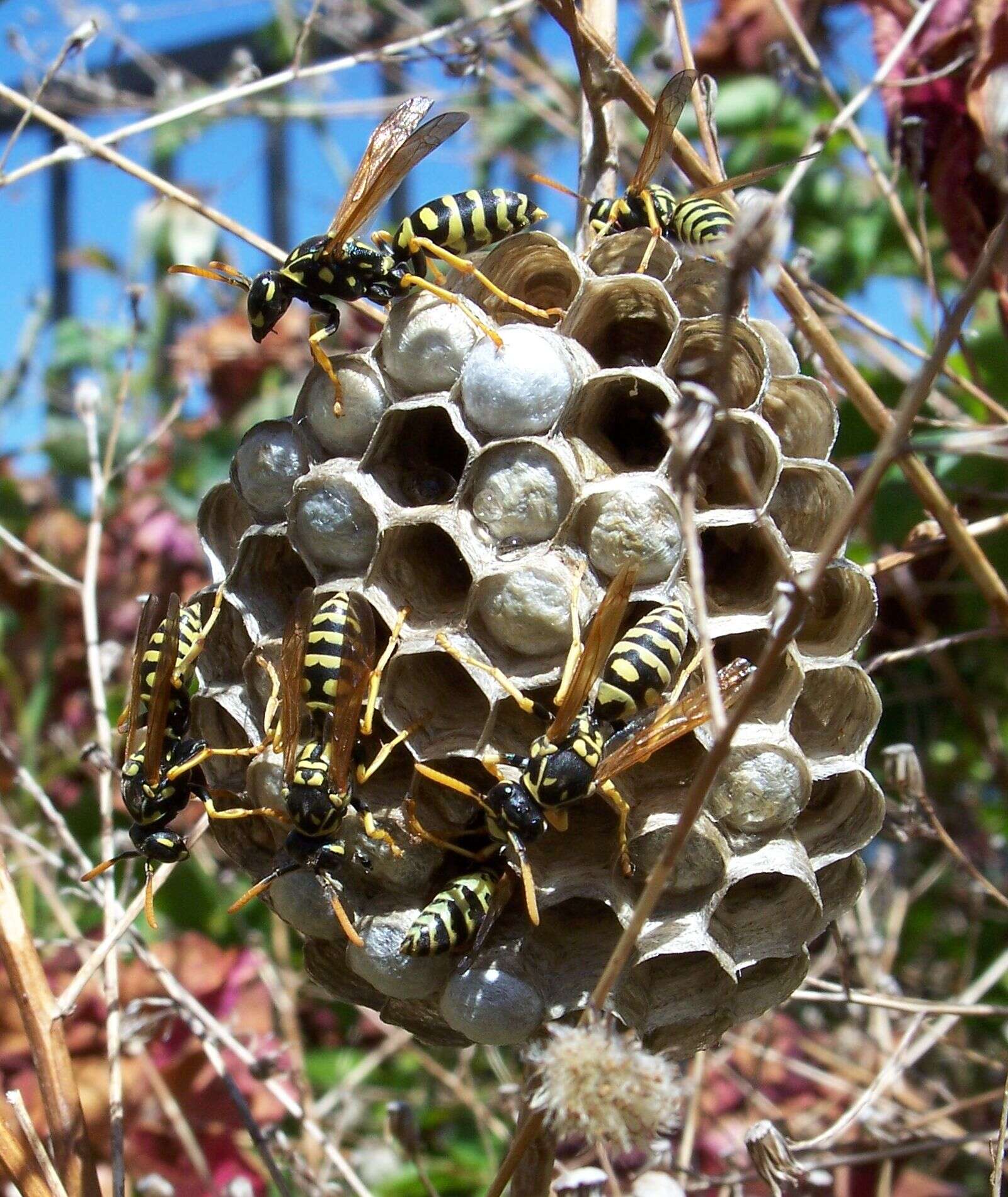 Image of European Paper Wasp