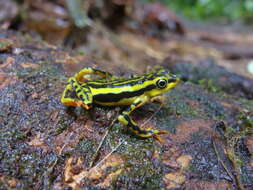 Image of Elegant Stubfoot Toad