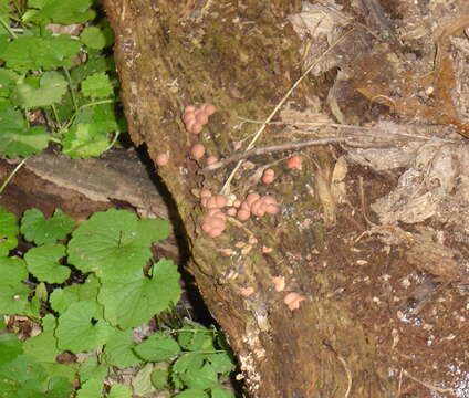 Image of Lycogala epidendrum