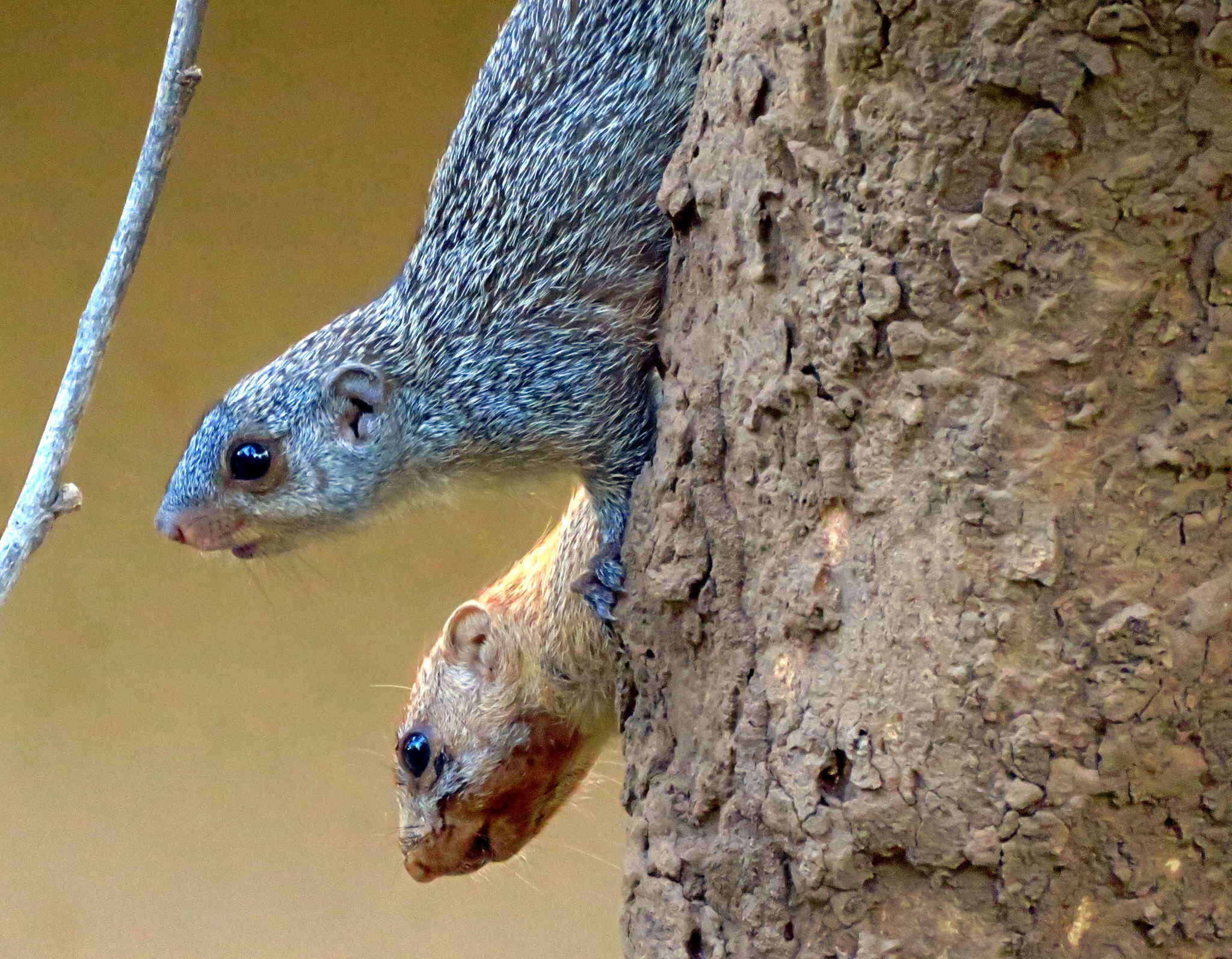 Image of Mutable Sun Squirrel