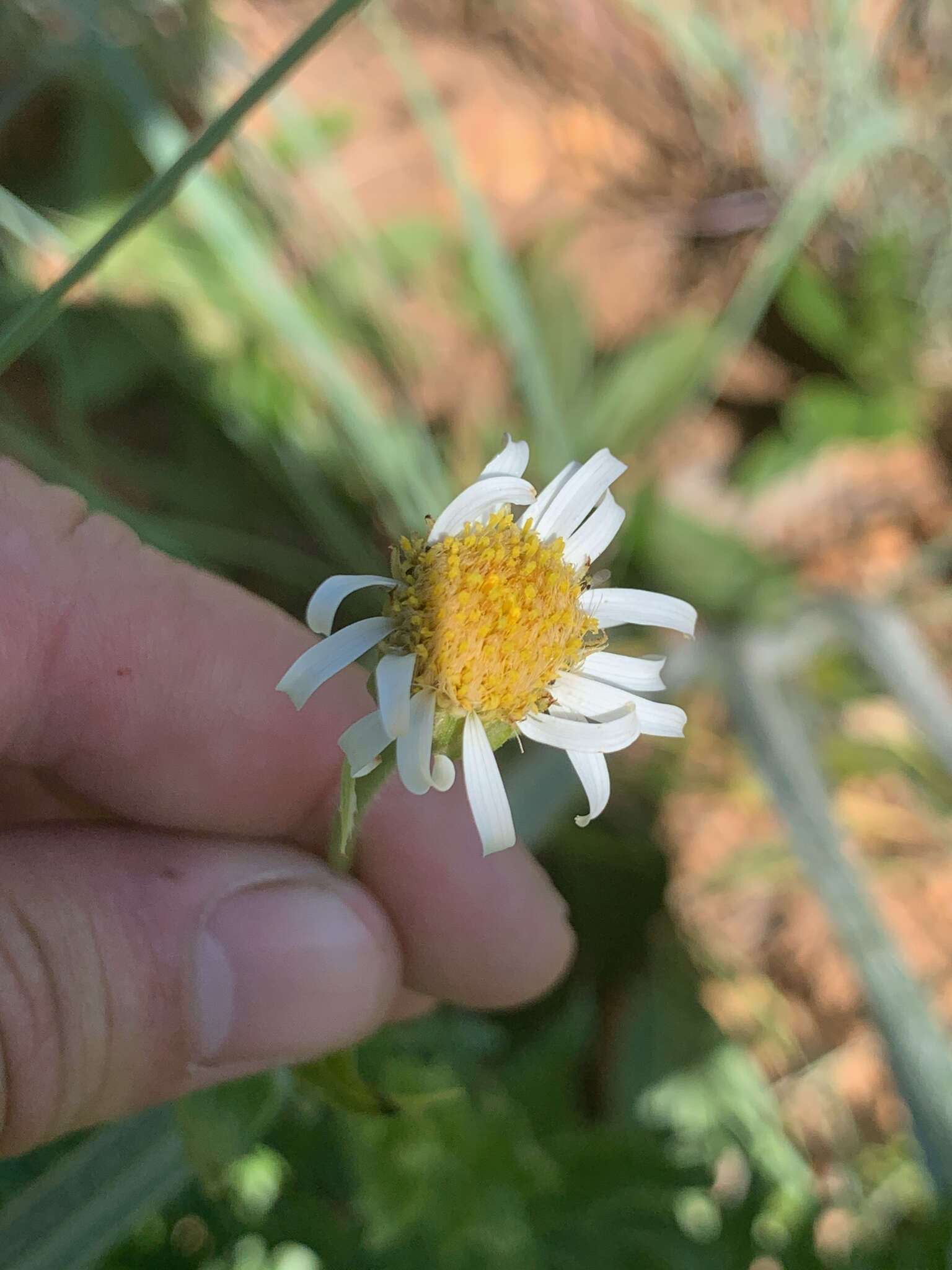 Image of Afroaster peglerae (Bolus) J. C. Manning & Goldblatt