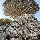 Image of Dragon's Blood Tree