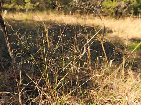 Image of plains lovegrass