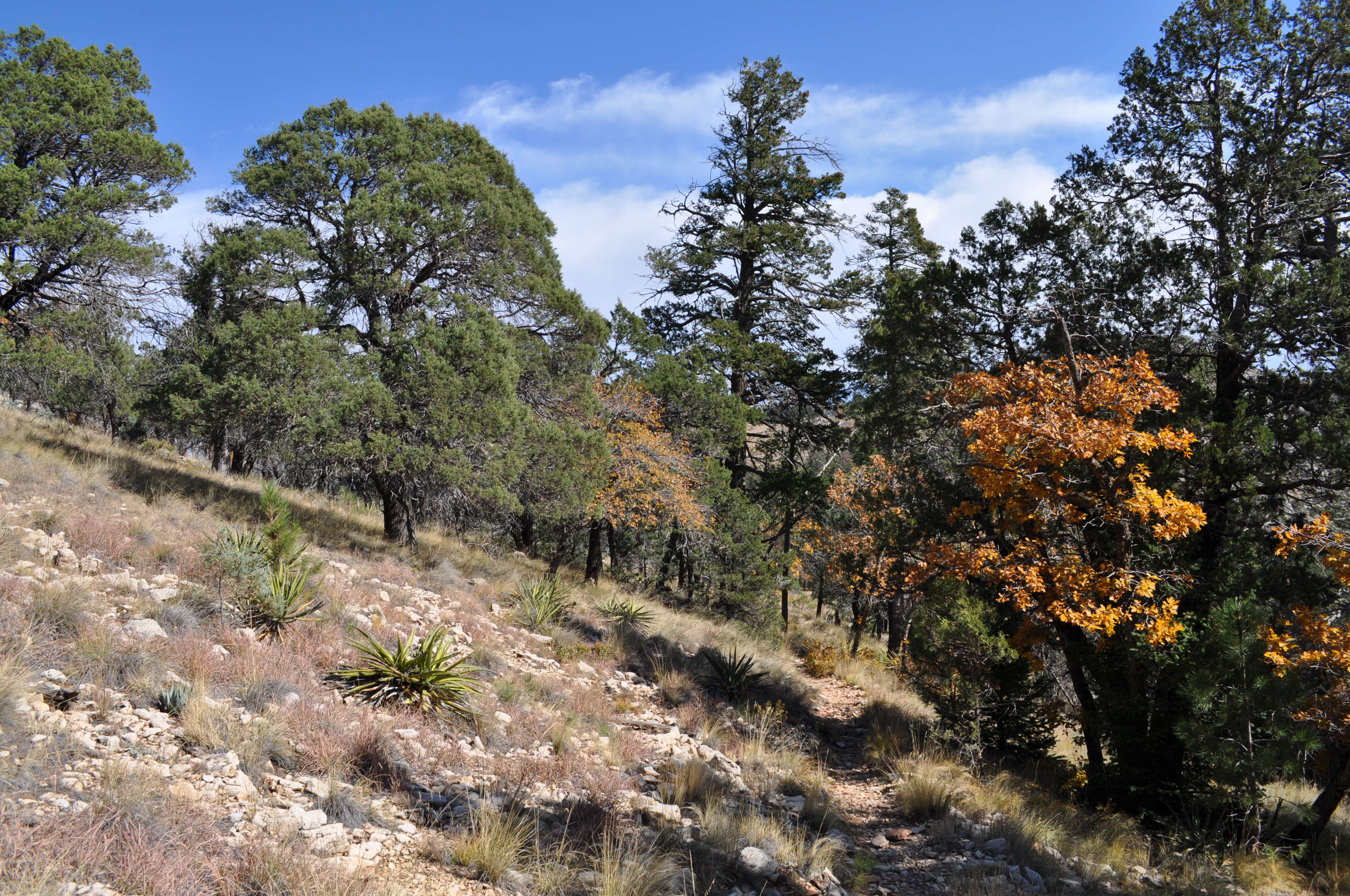 Juniperus deppeana Steud. resmi