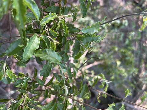 Image of Thicket bushwillow