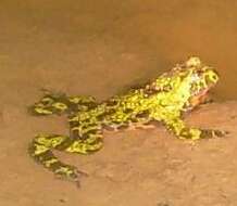 Image of Oriental Bell Toad