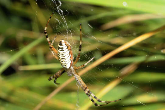 Image of Barbary Spider