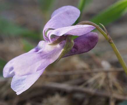 Image of Viola dubia Wiesb.