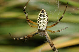 Image of Barbary Spider