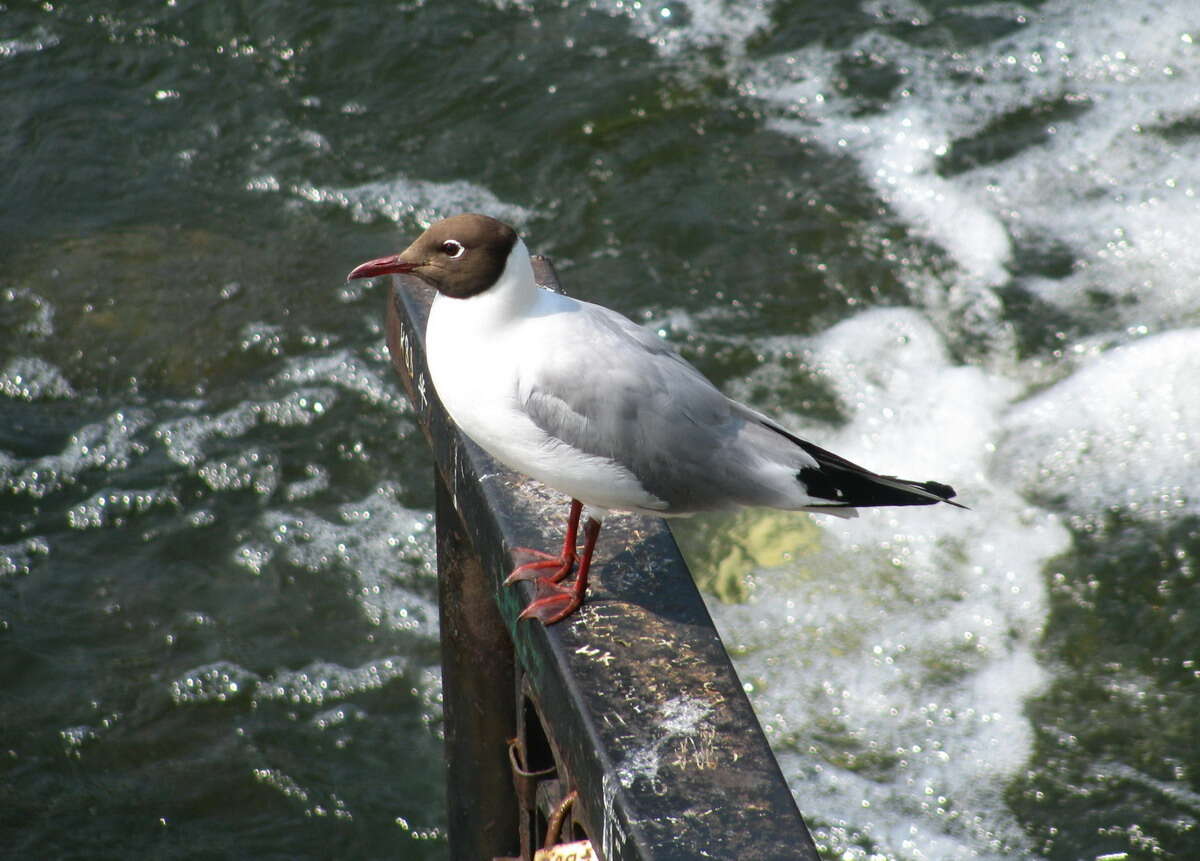 Image of Black-headed Gull