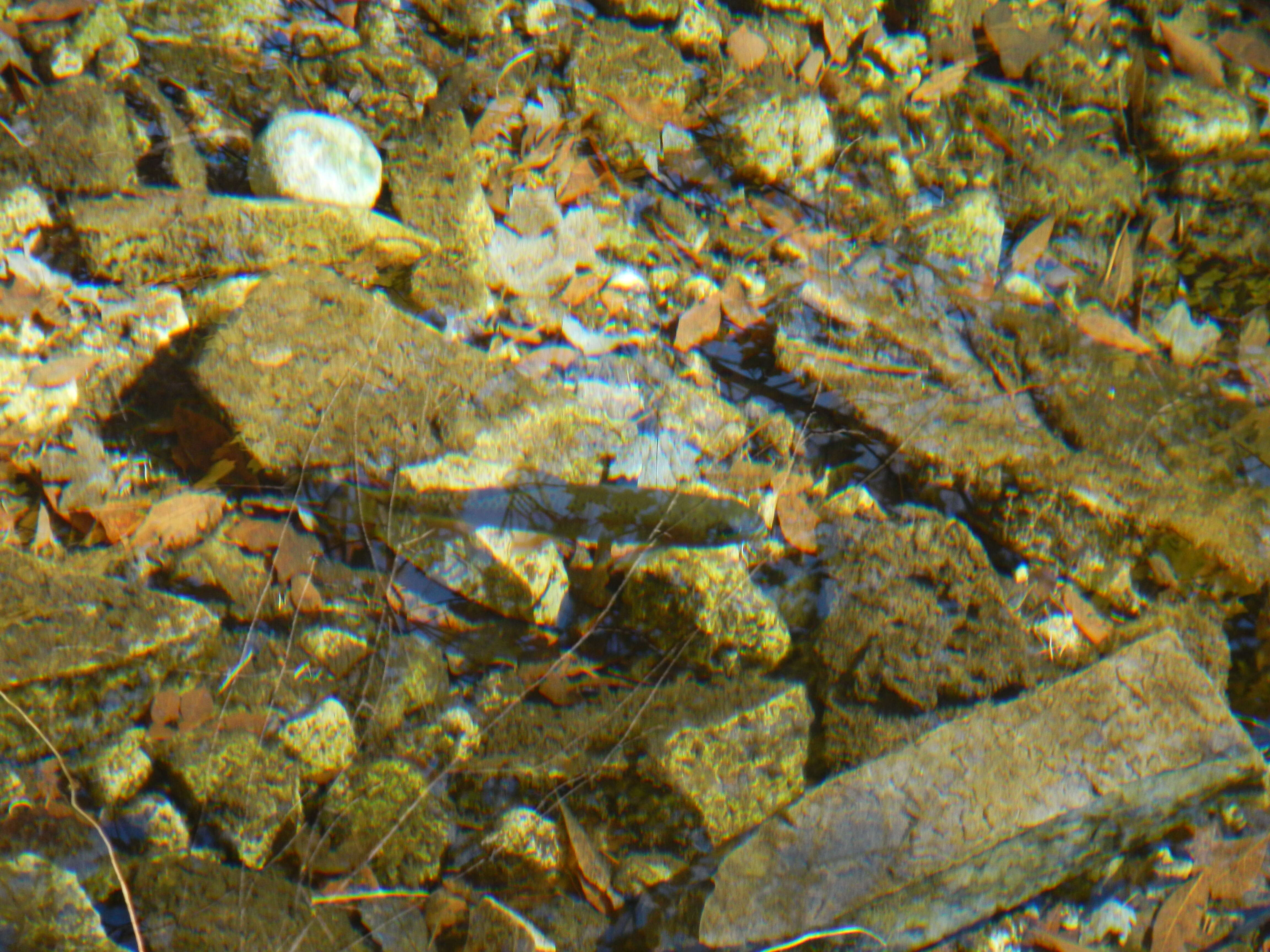 Image of Rainbow Trout