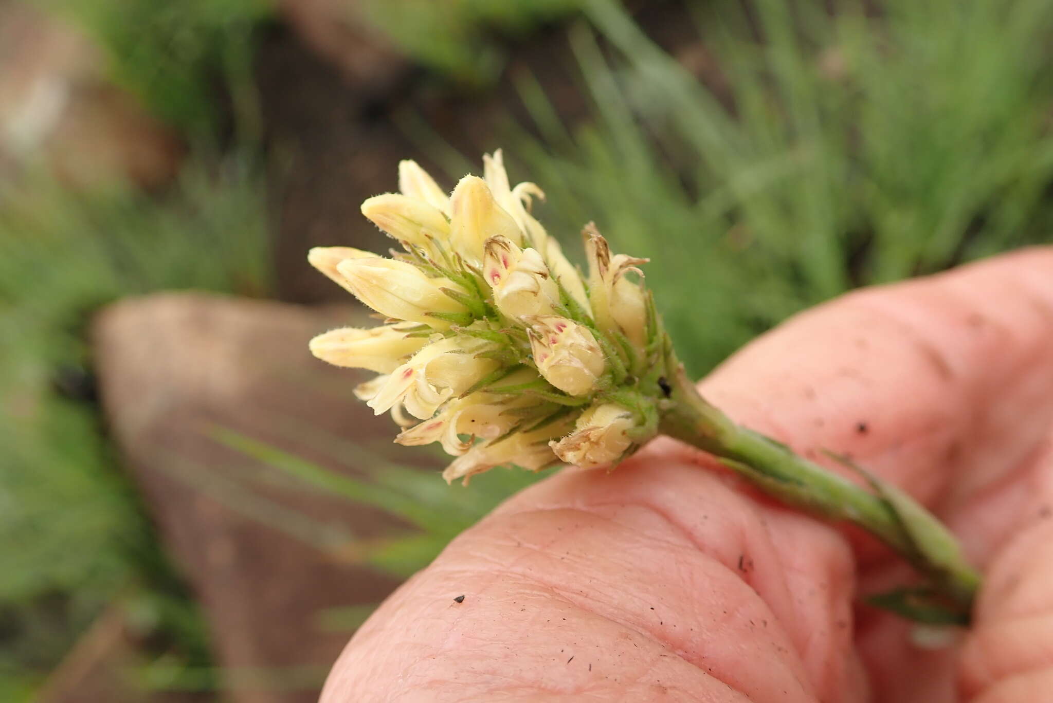 Image of Cyphia elata Harv.