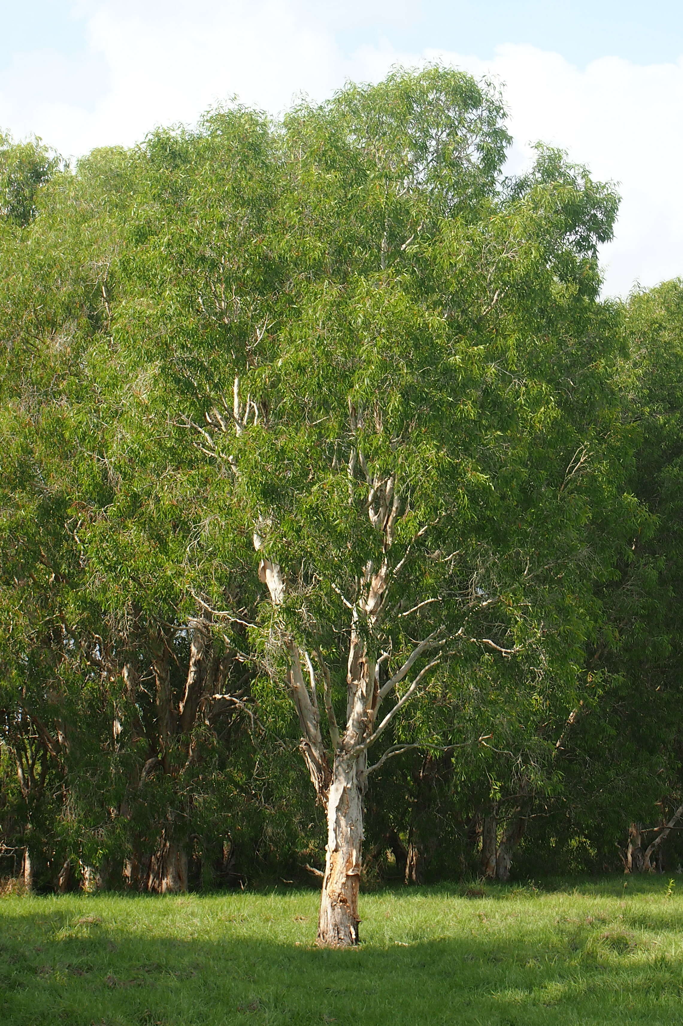 Image de Melaleuca leucadendra (L.) L.