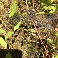 Image of Pacific Spiketail