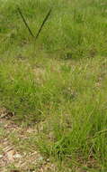 Image of Bahia grass