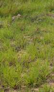 Image of Buffalo Quick Paspalum