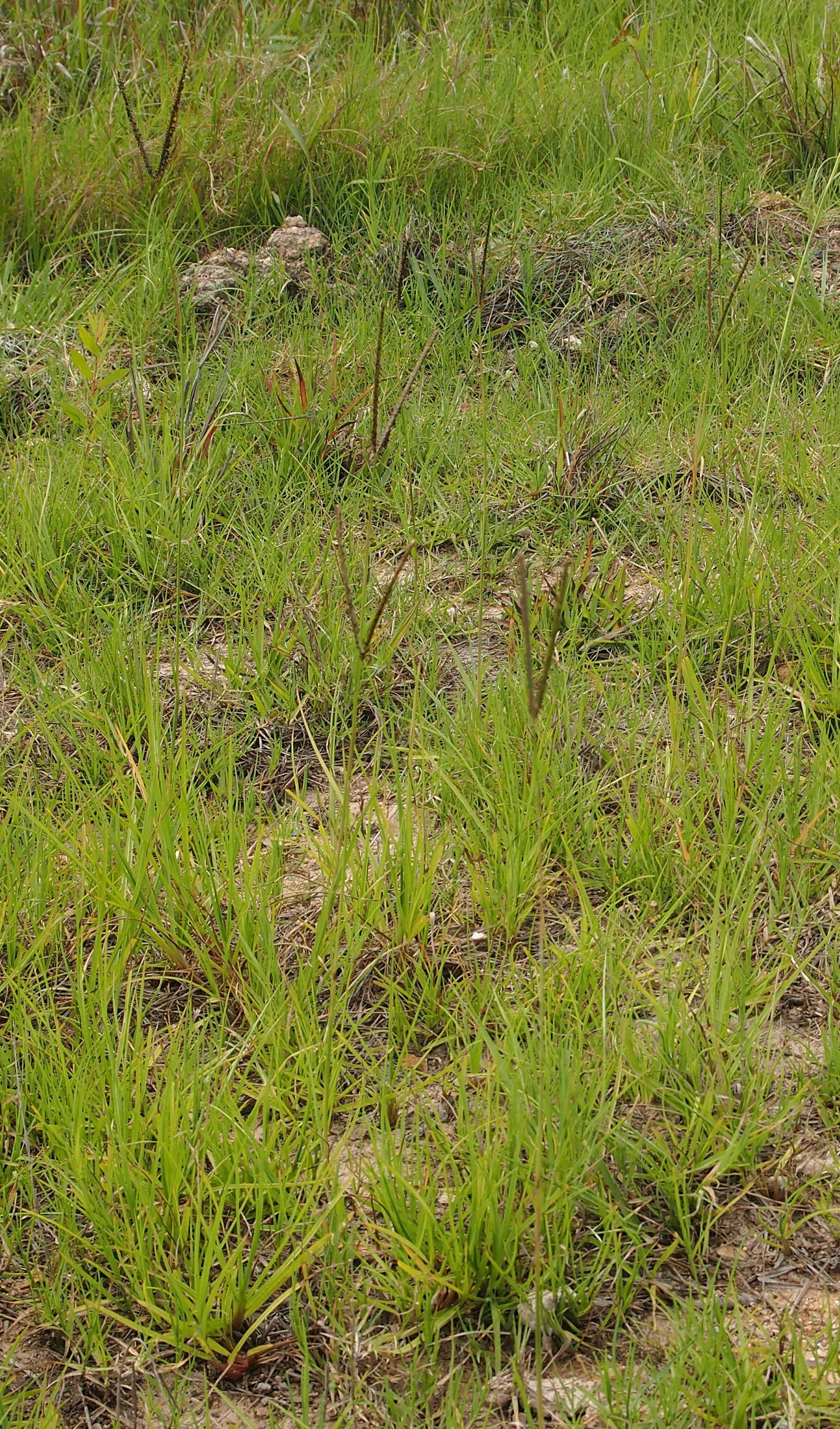 Image of Buffalo Quick Paspalum