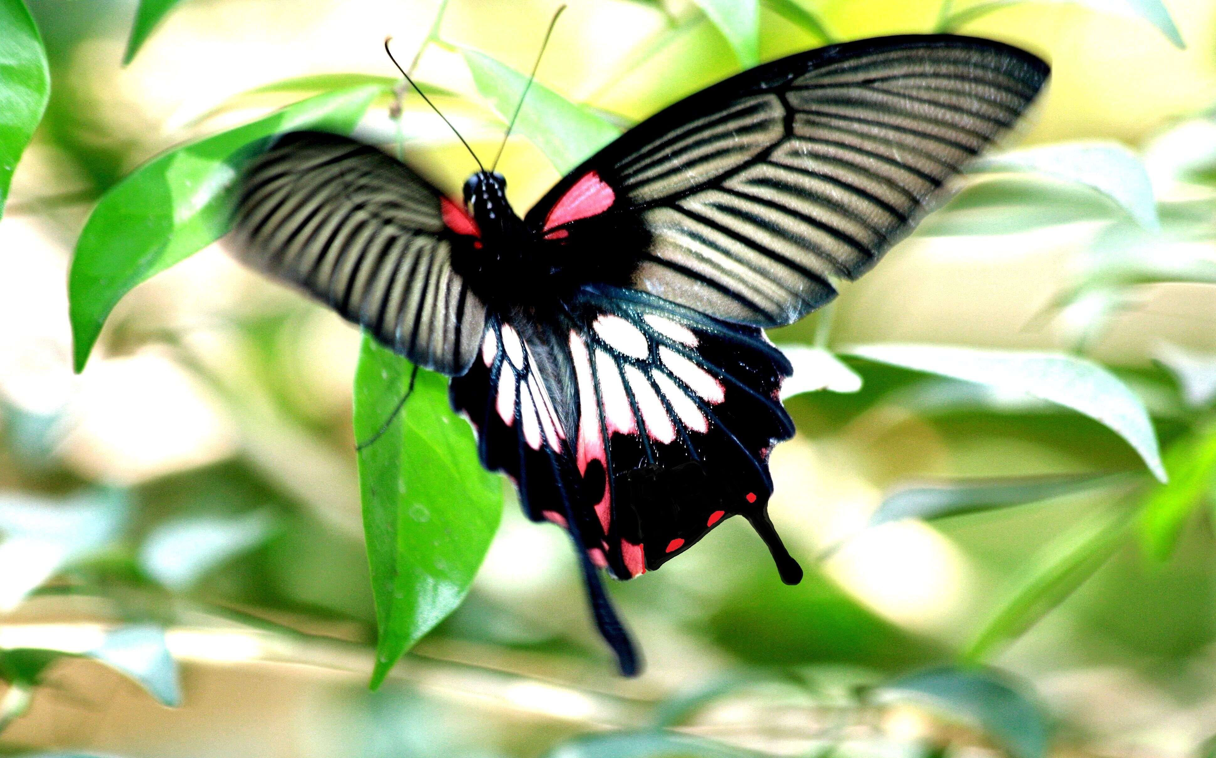 Sivun Papilio memnon Linnaeus 1758 kuva