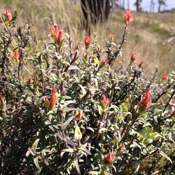 Image of <i>Castilleja <i>tenuiflora</i></i> var. tenuiflora